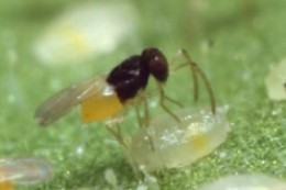Encarsia formosa Gah - энтомофаг, внутренний паразит личинок белокрылки