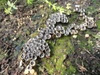 Странные грибы в опилках