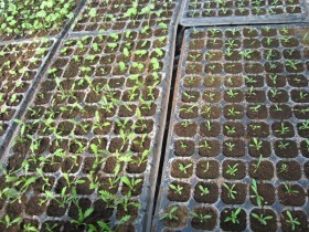 Пикируем сеянцы многолетних растений в рассадные кассеты