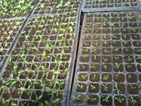 Пикируем сеянцы многолетних растений в рассадные кассеты