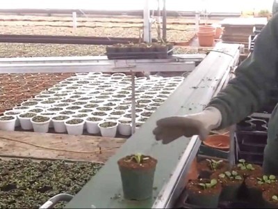Видео: как выращивают и высаживают Анютины Глазки правильно