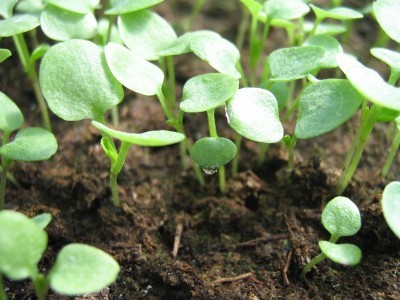 Агротехника выращивания Анютиных Глазок Династия от Китано