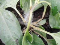 Рассада Chiastophyllum с плесенью