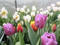 Опоздание с выгонкой тюльпанов к 8 Марта