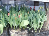 Опоздание с выгонкой тюльпанов к 8 Марта